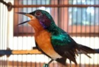 suara-kolibri-wulung