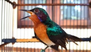 suara-kolibri-wulung