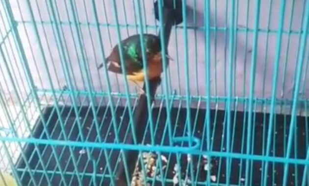 cara-merawat-kolibri-wulung-stres