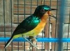cara-merawat-kolibri-wulung