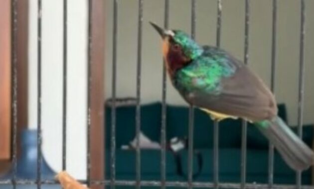 perawatan-kolibri-wulung-mabung