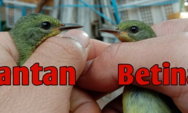 kolibri-wulung-trotol-jantan-dan-betina