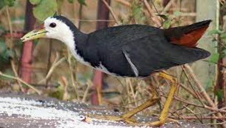 burung ruak ruak hitam
