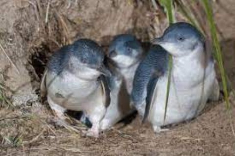 gambar penguin peri