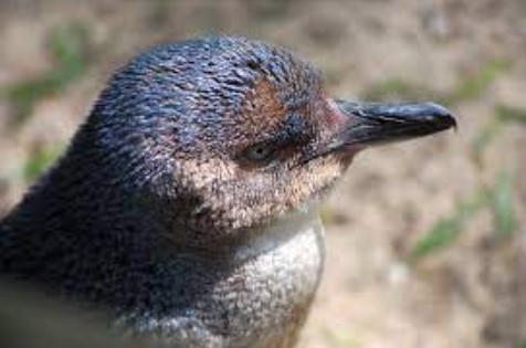 penguin peri