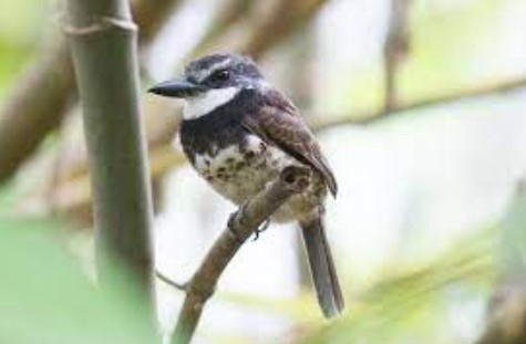Sooty capped puffbird