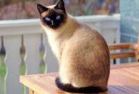 5 Jenis Kucing Tercantik dan Gemesin di Dunia