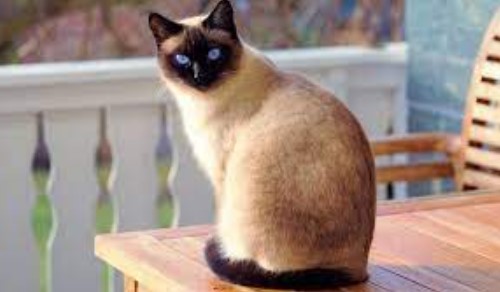 5 Jenis Kucing Tercantik dan Gemesin di Dunia