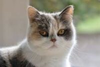 Mengenal Kucing Persia dan Beberapa Jenisnya
