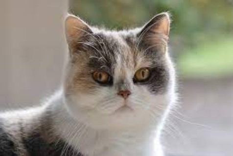 Mengenal Kucing Persia dan Beberapa Jenisnya