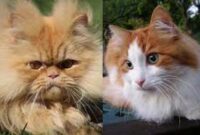 Perbedaan Kucing Anggora dan Kucing Persia