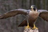 burung peregrine falcon