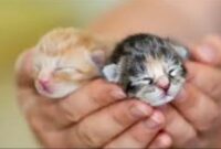 4 Pemicu Anak Kucing yang Baru Lahir Mati