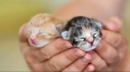 4 Pemicu Anak Kucing yang Baru Lahir Mati