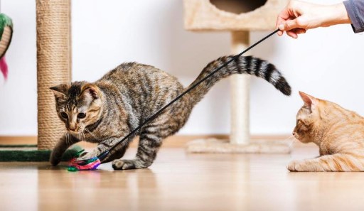 9 Tipe Mainan Kucing yang Pas untuk Piaraanmu
