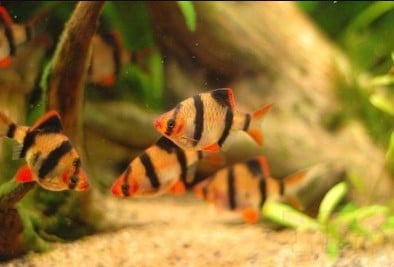 Mengenal Ikan Sumatra Yang Paling Unik