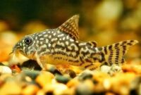 Mengenali Corydoras Sang Ikan Tikus Pemalu