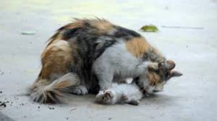 9 alasan induk kucing memakan anaknya setelah melahirkan