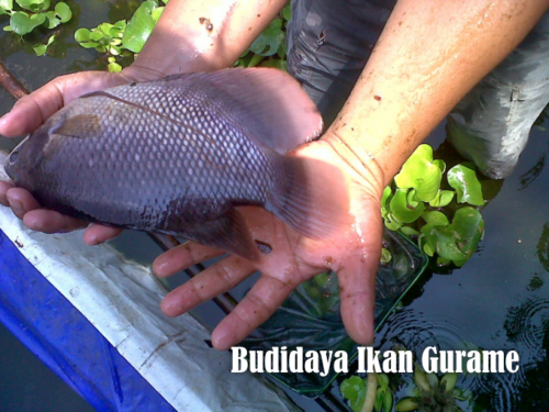 Budidaya Ikan Gurame