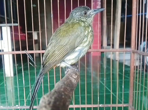 Perbedaan Burung Siri-siri dan Cucak Rawis