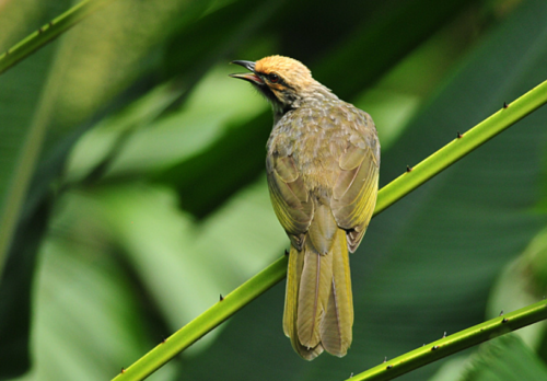 cara Perawatan Burung Cucak Rowo