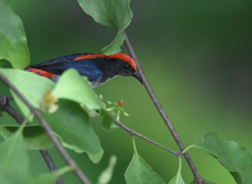 makanan burung kemade