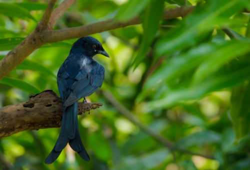 Mitos Burung Srigunting: Menyingkap Misteri di Balik Si Burung Penjaga